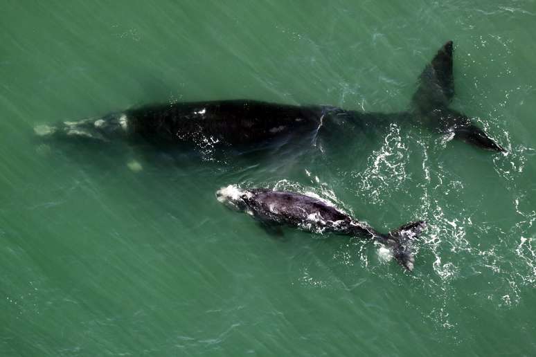 Das 40 baleias avistadas, 15 eram filhotes