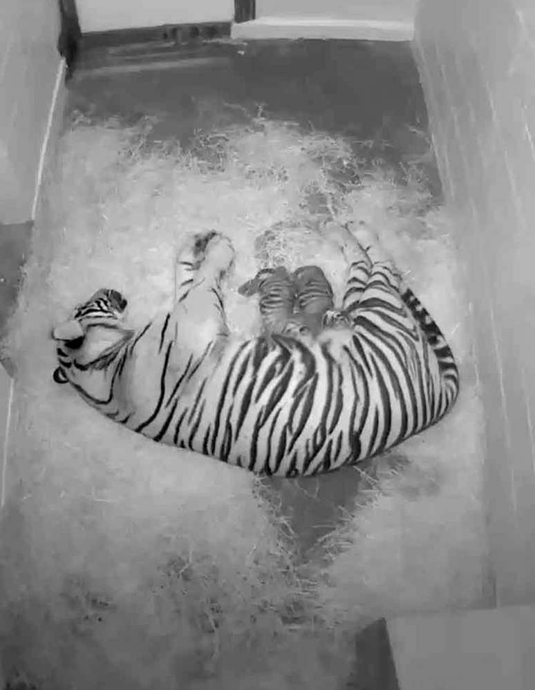 Câmeras registram filhotes de tigre em zoológico