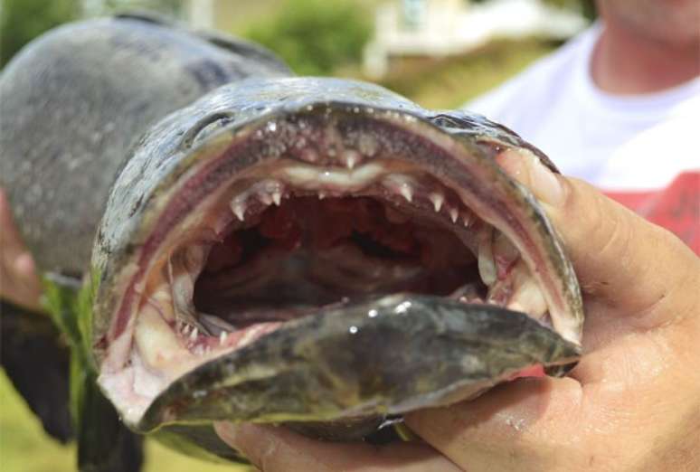 Peixe cabeça-de-cobra é o maior já capturado no mundo