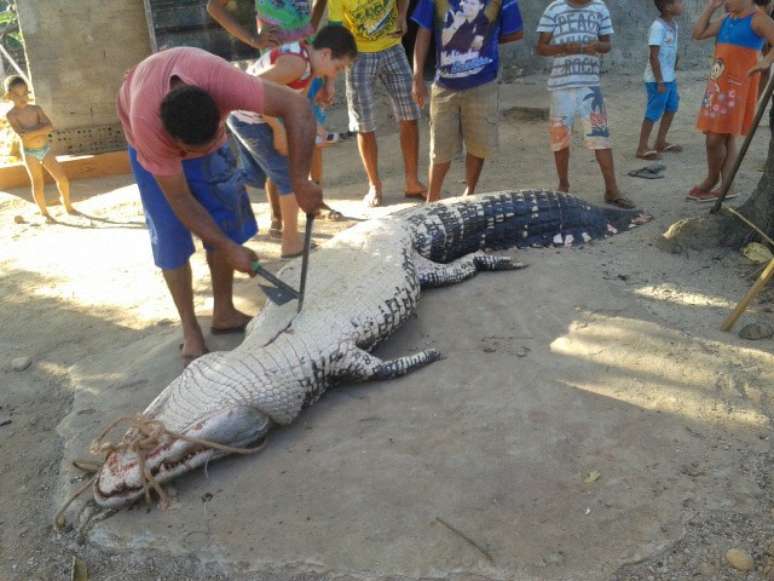 Dois homens foram multados em R$ 5 mil depois de matar em público um jacaré de 5 metros de comprimento Brejo Grande do Araguaia, no sul do Pará. A agressão foi testemunhada por diversas pessoas, inclusive crianças