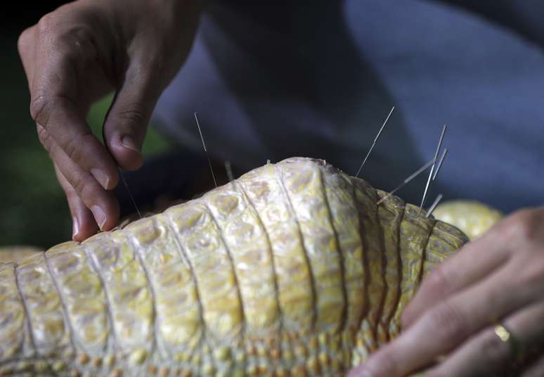 <p>Bino, um jacaré albino do Aquário de São Paulo, recebe tratamento com acupuntura para tratar de problemas na coluna. O animal da espécie <em>caiman crocodilus yacare</em> está sendo atendido pelo biólogo Rafael Gutierrez e a veterinária Daniela Cervelatti em São Paulo. O jacaré macho sofre de cifose e escoliose na coluna vertebral e recebe semanalmente aplicação de agulhas</p>