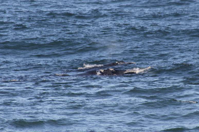 Baleias são comuns nesta época na ilha