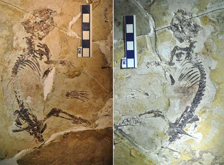 Fóssil é o mais antigo conhecido de multituberculado