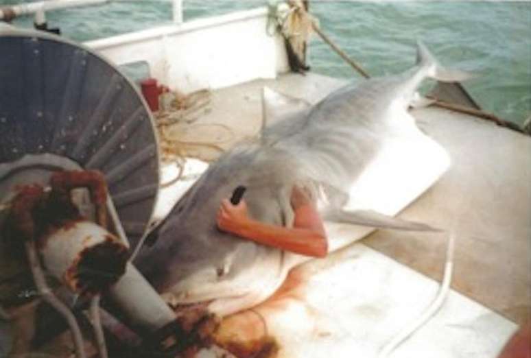 Na foto já lendária, o pescador conhecido como "matador de tubarão" simula sair das entranhas do animal