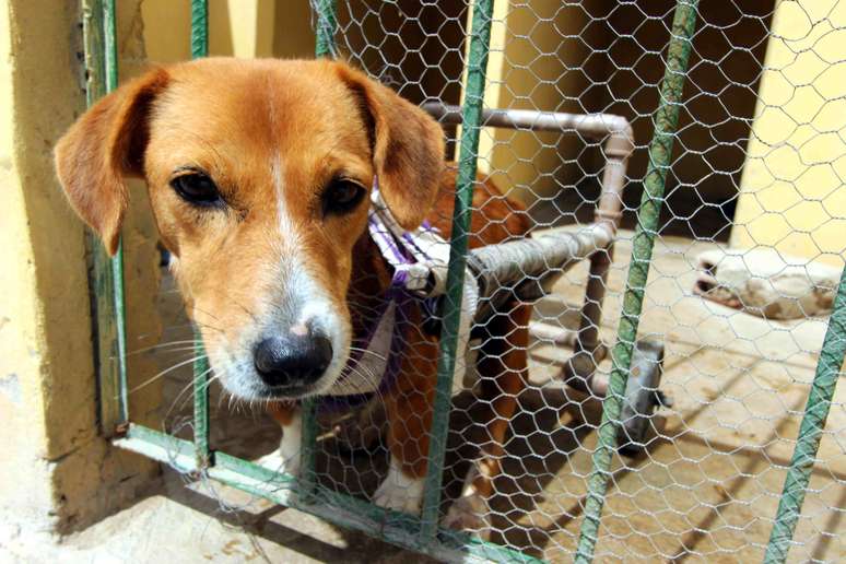 A grande maioria tem hist&oacute;rico de abandono pelos donos por estarem doentes ou deficientes