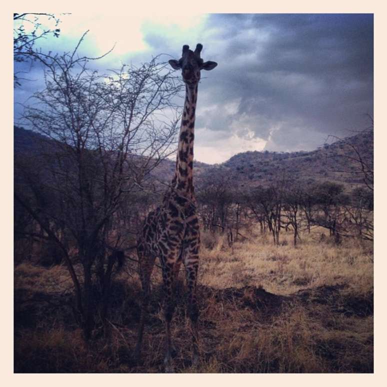 <p>&quot;Saf&aacute;ri na &Aacute;frica&nbsp;#girafa #Serengeti #f&eacute;rias #ver&atilde;o #animais #safari&quot;, diz a usu&aacute;ria @aliyazahra95</p>