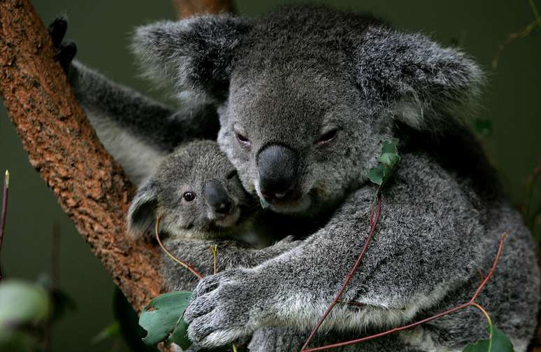 <p>O coala é um animal muito delicado e especialmente sensível a qualquer mudança no meio ambiente</p>