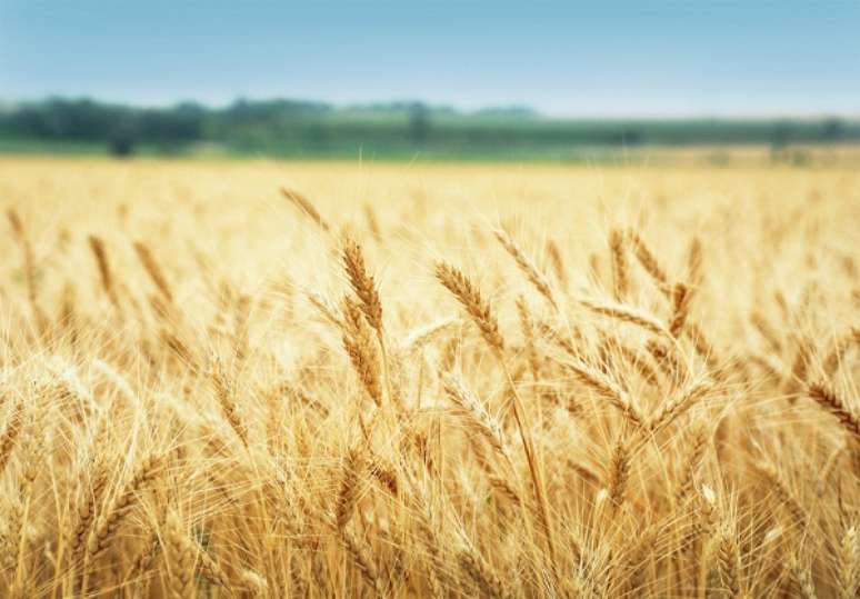 Os gastos com importação de trigo aumentaram 41% no último ano