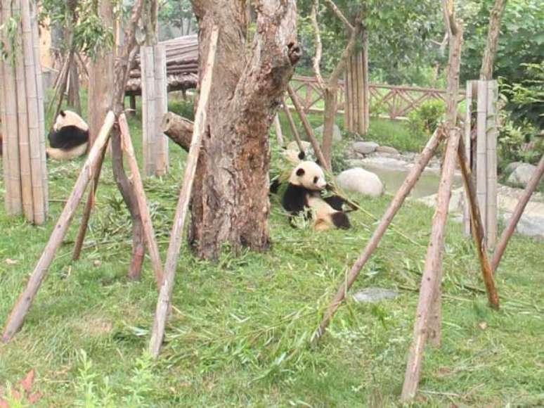 Pandas da Base de Pesquisa de Reprodução do Panda Gigante de Chengdu, na China, são uma das atrações