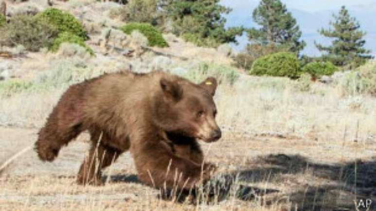 Ursos mataram 63 americanos em um período aproximado de 100 anos, segundo especialista