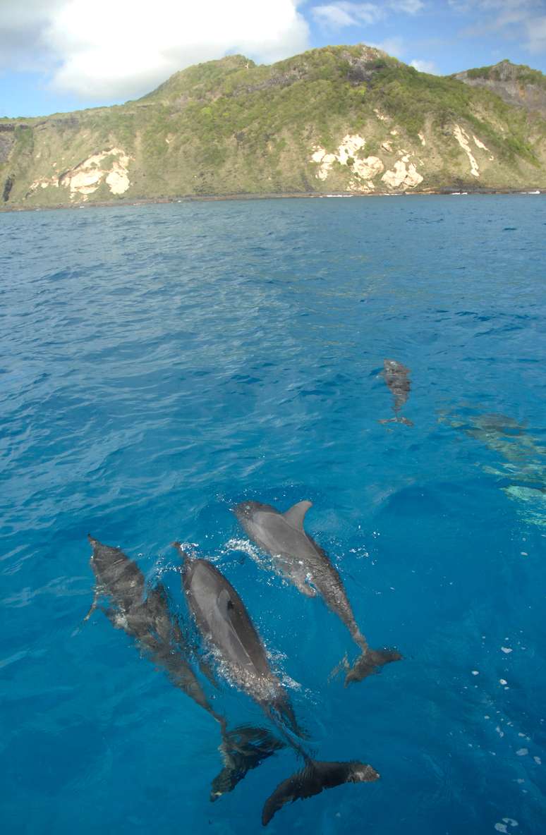 Um desafio constante do projeto é equilibrar as ações de preservação com o turismo local. Os golfinhos usam o arquipélago para descanso, reprodução e para cuidar dos filhotes, entre outras atividades importantes para a manutenção da população