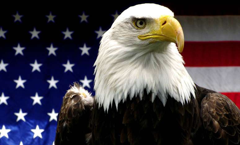 20 melhor ideia de Bandeira americana  bandeira americana, águia  americana, aguia imagens