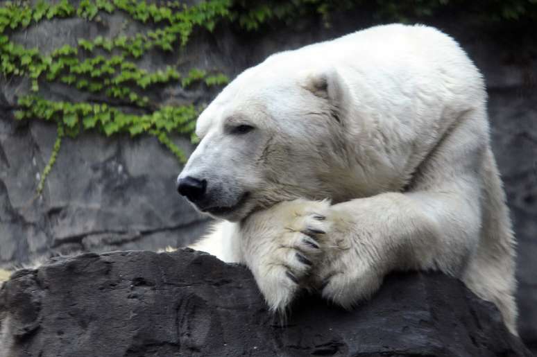 <p>O animal, que nasceu em 1985, em Buffalo, estava no local desde a abertura do zool&oacute;gico, em 1988, e superou a expectativa de vida dessa esp&eacute;cie em cativeiro, que &eacute; de 21 anos. <strong>Foto de 14 de agosto de 2012</strong></p>