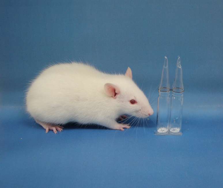 Os cientistas conseguiram liofilizar o esperma de um rato, deixando os espermatozoides viáveis cinco anos depois