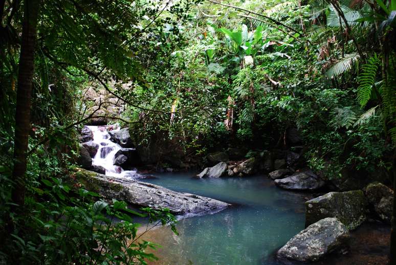 <p>O Parque Nacional  El Yunque possui vegetação tropical</p>