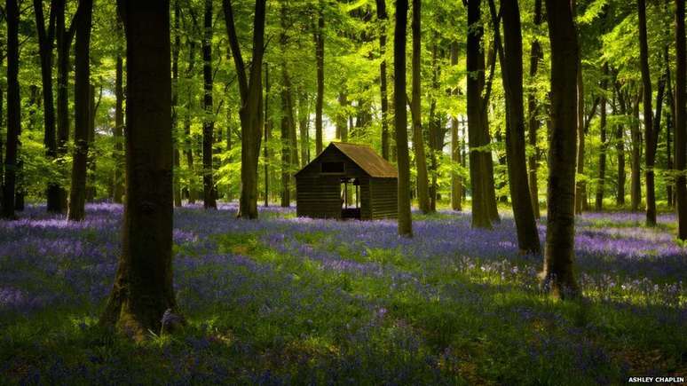 A imagem vencedora do concurso foi feita por Ashley Chaplin, no bosque Embley, em Hampshire, na Inglaterra. Chaplin disse que era "um dos mais belos bosques de campanulas que eu já vi."