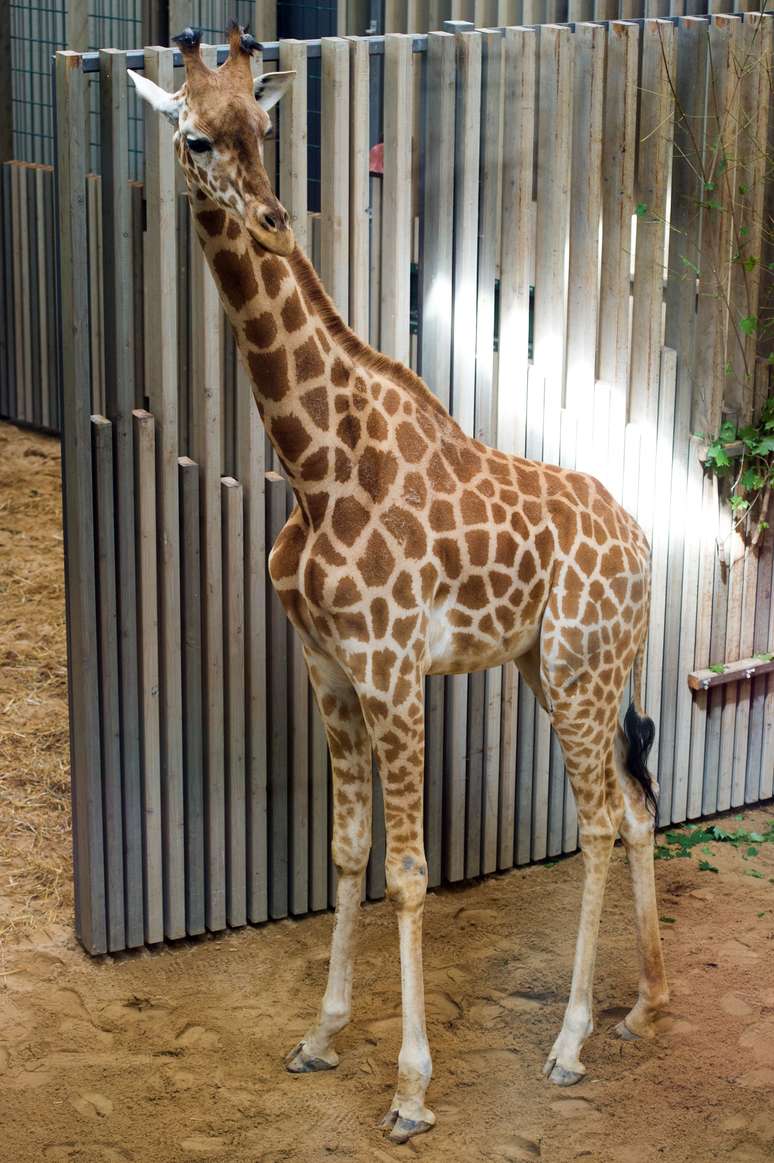 Girafa deve estar na lista de animais em extinção dos EUA, diz pedido