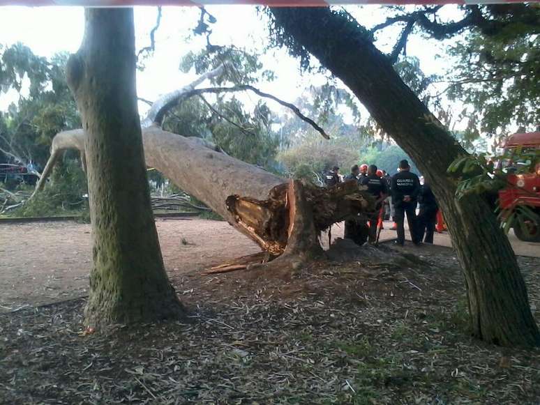 Árvore não suportou o próprio peso e caiu sobre pedestres no Parque da Redenção