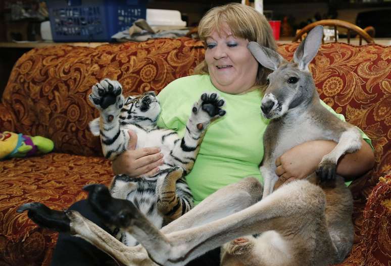 <p>Christie Carr segura dois animais que considera de estimação: Irwin, o canguru-vermelho, e o tigre-siberiano fêmea Larsen, ainda um bebê - a "irmã caçula" do canguru. Ela vive em um parque que funciona como zoológico interativo em Wynnewood, no Estado americano de Oklahoma, onde o fundador a concedeu abrigo após ela não obter apoio das autoridades locais para viver com o animal</p>