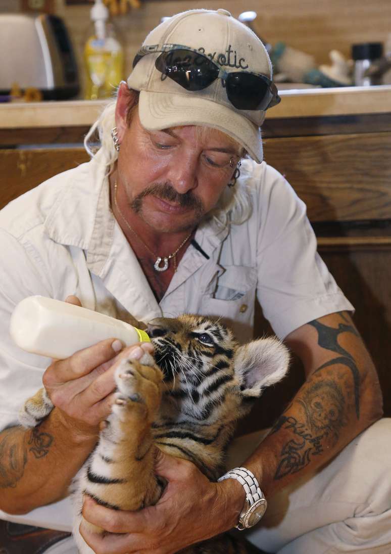 <p>Segundo estudo, o tigre &eacute; geneticamente similar ao gato</p>