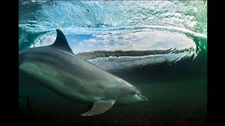 <p>Os vencedores do British Wildlife Photography Awards foram anunciados. E a grande vencedora foi essa imagem de um incrível encontro com um golfinho intitulada <em>In the living room</em> (Na sala, em tradução livre). George Karbus, que registrou o momento, disse que a visibilidade dentro dágua é muito limitada na Irlanda, e eu tive muita sorte em conseguir fotografar esse momento.</p>