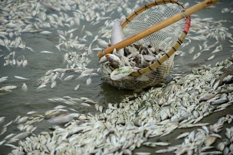 Os peixes morreram devido a altos níveis de amônia encontrados nas águas, de acordo com as autoridades locais