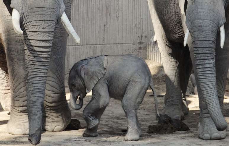 Uma pequena elefante ainda sem nome caminha ao lado da mãe, Tonga, e sua irmã Morgu no zoológico Schoenbrunn de Viena, na Áustria. A elefante nasceu ontem (4 de setembro) após uma gravidez que durou 645 dias e representou a primeira inseminação bem-sucedida de um elefante-africano com a utilização de esperma congelado de um elefante da África do Sul