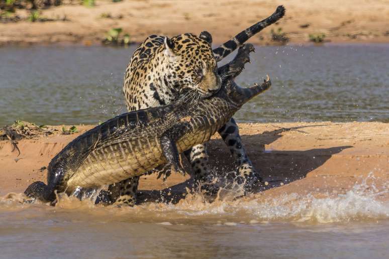 Fotógrafo americano Justin Black, 39 anos, registrou o momento em que uma onça-pintada ataca um jacaré no Pantanal