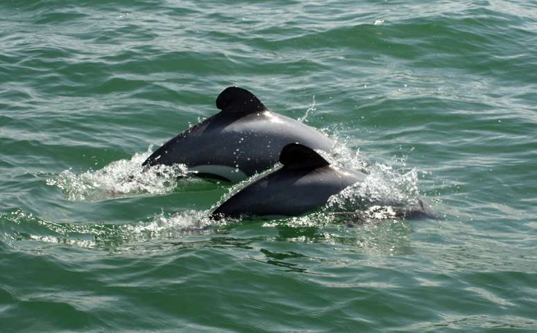 Nesta foto tirada entre 2009 e 2010, um adulto e um jovem golfinho de Maui aparecem na costa da Nova Zelândia