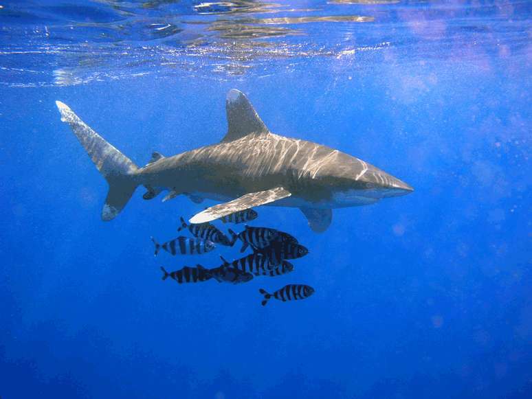 Tubarão Gralha Branca está na lista de espécies ameaçadas de extinção