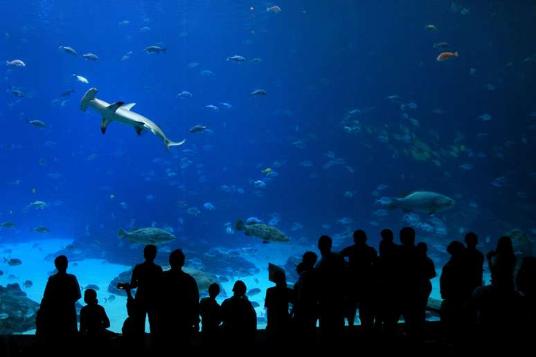 Tubarão Martelo sofre com pesca ao longo de toda a costa do Brasil 