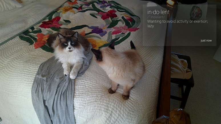 Gatos preguiçosos aparecem ao lado da definição de 'indolente' no app de dicionário
