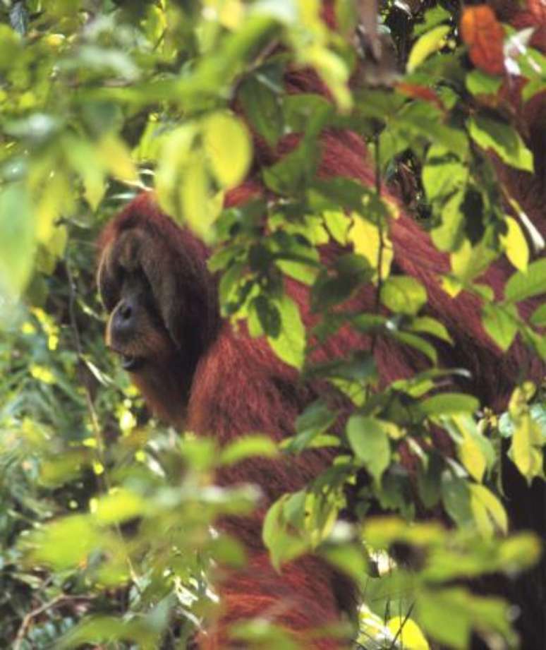 Segundo cientistas, orangotangos avisam com horas de antecedência a direção que vão tomar