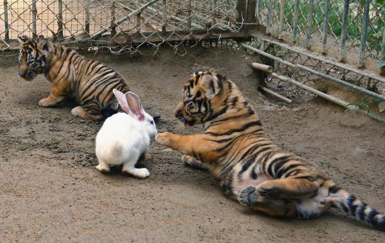 Um tigre com dois meses de vida encosta em um coelho durante um teste para avaliar seus instintos naturais em um parque dedicado ao abrigo da vida selvagem em Qingdao, na província de Shandong, na China. Apesar da presa fácil, o tigre - que aparece na imagem com um irmão - não demonstrou selvageria. Veja, a seguir, outros registros de amizade improvável entre animais