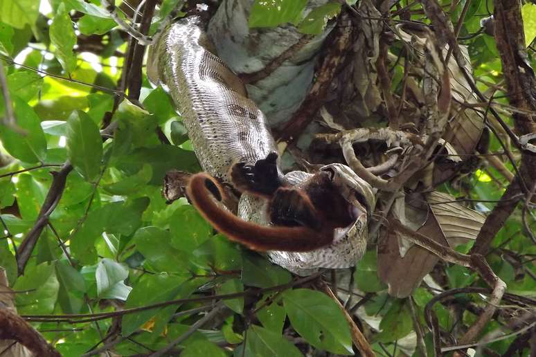 Fêmea adulta de bugio é devorada por uma jiboia de aproximadamente 2 metros em cima de uma árvore em Rondônia. Esse é o primeiro registro de ataque de uma serpente a um macaco de grande porte no mundo