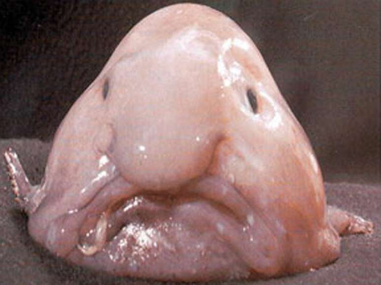 Peixe-bolha foi eleito em concurso britânico o animal mais feio. Em 2010, o jornal americano <i>The New York Times</i> já havia relacionado o <i>Psychrolutes marcidus</i> em sua lista. Esta criatura gelatinosa, que lembra uma face, vive em grandes profundidades.