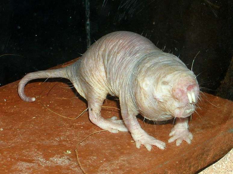 <p>Pesquisas recentes indicam que o rato-toupeira-pelado (ou rato-toupeira-nu) tem uma longevidade maior do que outros ratos</p>