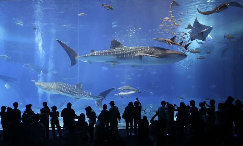 Visitantes observam baleias e arrais em um dos maiores tanques do mundo, no Japão