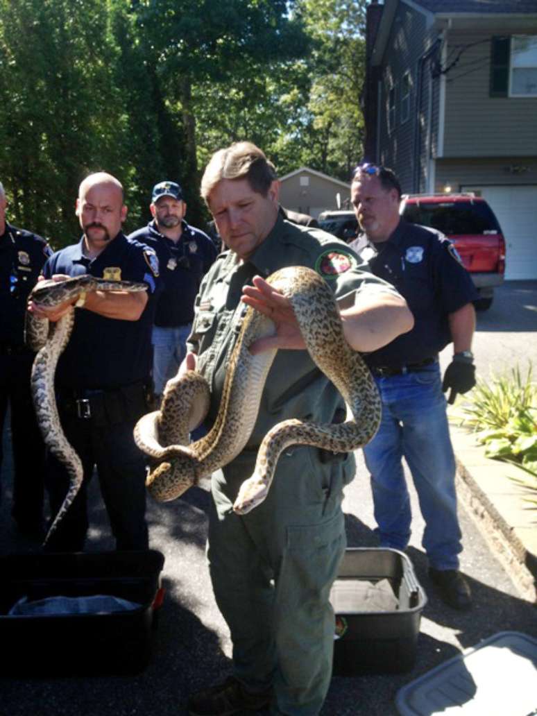 Cobra píton é retirada de casa de Shirley, NY, que abrigava 850 cobras para comércio ilegal