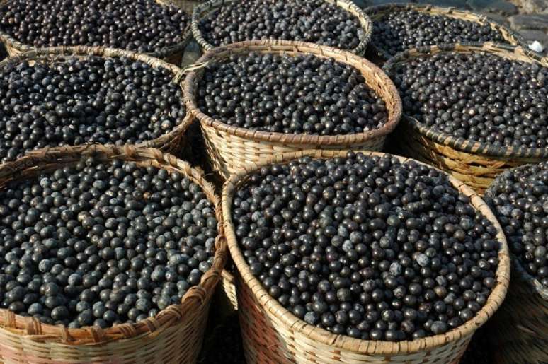 O Pará é o maior produtor de açaí no mundo. Exportou 6 mil toneladas em 2012, o equivalente a R$ 17,3 milhões