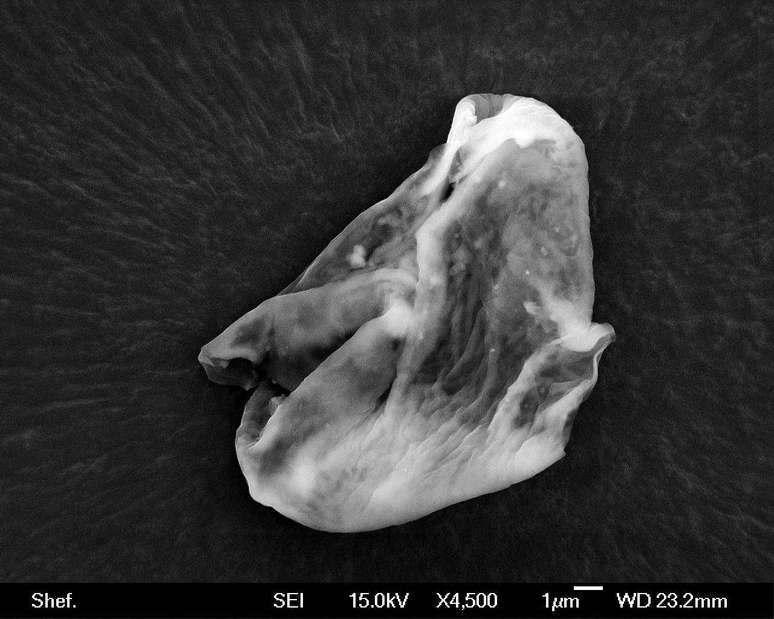 Fotografia feita por uma sonda desenvolvido para chegar à estratosfera mostra um organismo que, segundo acreditam cientistas britânicos, é a prova de que existe vida fora da Terra