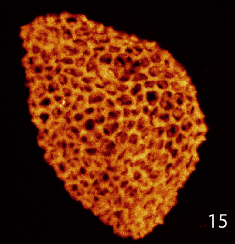 Pesquisadores descobriram grãos de pólen fossilizados