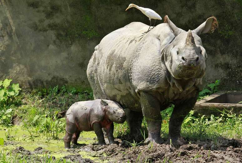 Ameaçado de extinção, filhote do rinoceronte de Sumatra nasce na Indonésia