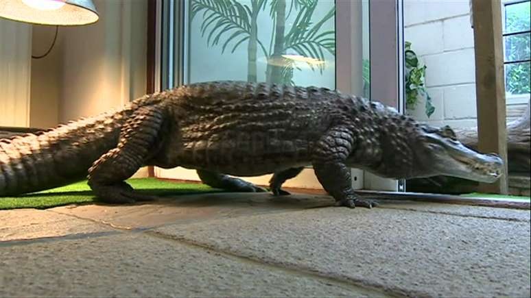 <p>A casa de Weller precisou ser adaptada para que ele conseguisse conviver com o animal de estimação</p>