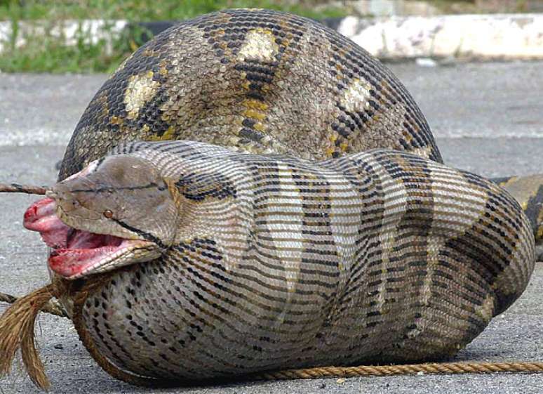 Qual o maior animal que uma cobra pode comer? Veja flagras