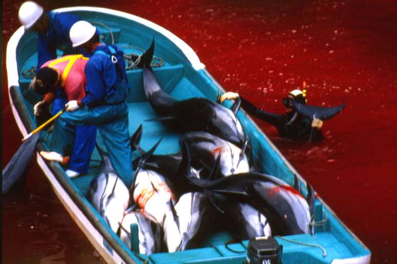 <p>Pescadores navegam por um rio coberto por sangue de golfinhos em Taiji, em 2003: cidade japonesa conhecida pelo massacre de golfinhos deve abrir um parque marinho</p>