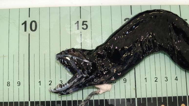 Cientistas brit&acirc;nicos divulgaram novas imagens que mostram a vida em partes remotas do oceano, incluindo algumas criaturas novas para a ci&ecirc;ncia. Entre os achados no Oceano &Iacute;ndico estava esse peixe da fam&iacute;lia Stomiidae com mand&iacute;bulas que lembram a de um alien