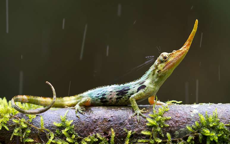 Um raro lagarto com nariz de pin&oacute;quio que chegou a ser considerado extinto foi fotografado por integrantes de uma companhia de ecoturismo no Equador. Bi&oacute;logos supunham que o animal teria desaparecido h&aacute; mais de 50 anos