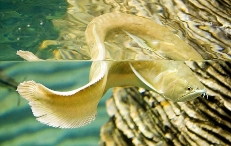 <p>Imagem de arquivo mostra exemplar do peixe do Amazonas em um aquário</p>