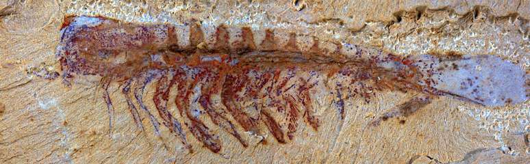 Fóssil de ancestral das aranhas e escorpiões foi descoberto na China